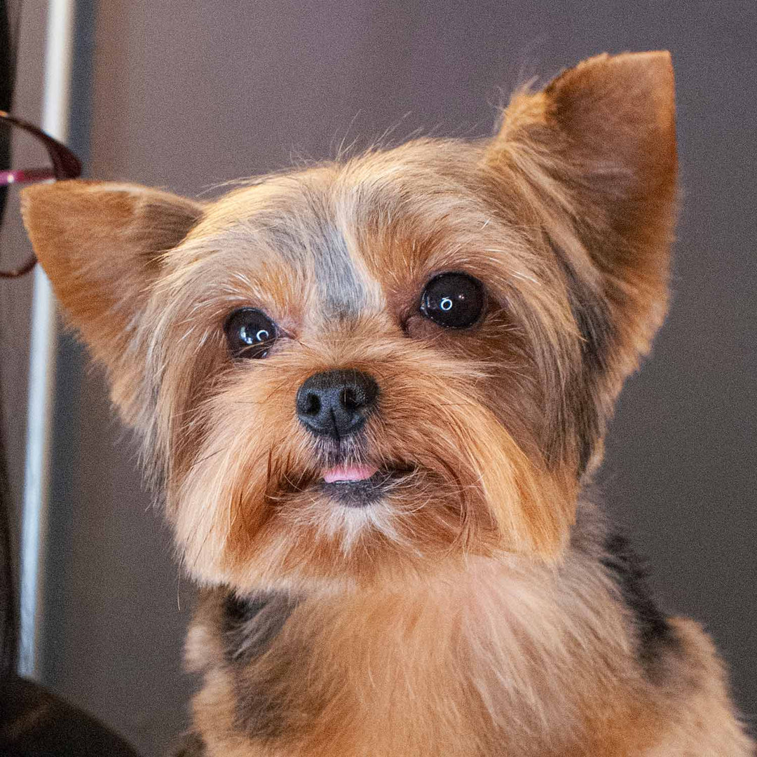 Raza Yorkshire Cortes De Pelo Yorkshire Hembra Cortes De Pelo En